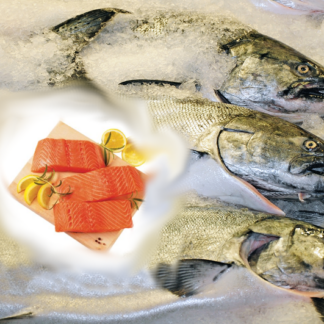 Winter King Salmon